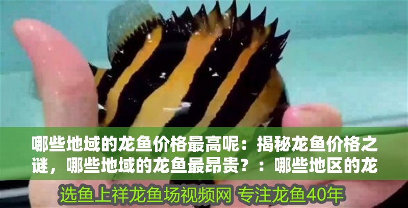 哪些地域的龍魚價格最高呢：揭秘龍魚價格之謎，哪些地域的龍魚最昂貴？：哪些地區的龍魚價格相對較高，龍魚價格相對較高