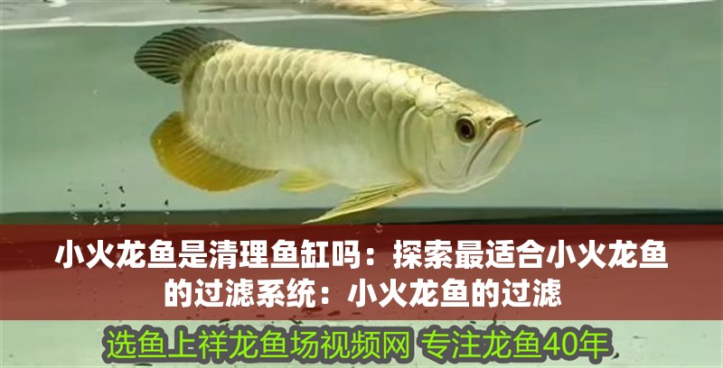 小火龍魚是清理魚缸嗎：探索最適合小火龍魚的過濾系統：小火龍魚的過濾