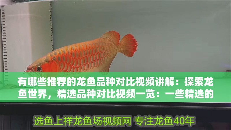 有哪些推薦的龍魚品種對比視頻講解：探索龍魚世界，精選品種對比視頻一覽：一些精選的龍魚品種及種對比視頻講解