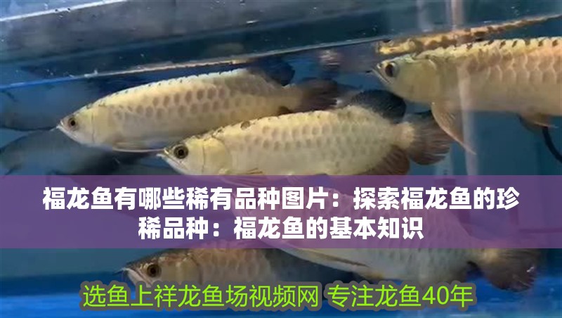 福龍魚(yú)有哪些稀有品種圖片：探索福龍魚(yú)的珍稀品種：福龍魚(yú)的基本知識(shí)
