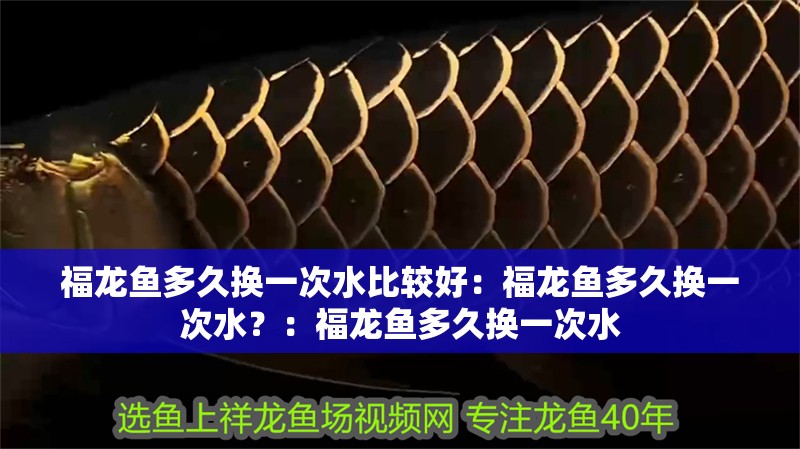 福龍魚多久換一次水比較好：福龍魚多久換一次水？：福龍魚多久換一次水