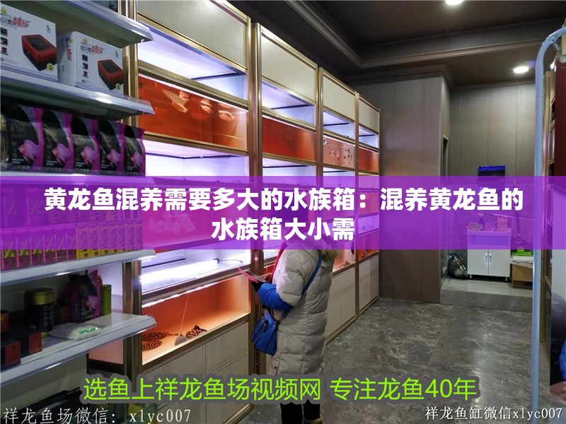 黃龍魚混養需要多大的水族箱：混養黃龍魚的水族箱大小需