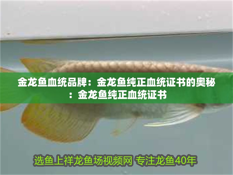 金龍魚血統(tǒng)品牌：金龍魚純正血統(tǒng)證書的奧秘：金龍魚純正血統(tǒng)證書
