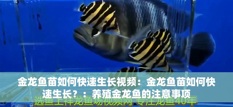 金龍魚苗如何快速生長視頻：金龍魚苗如何快速生長？：養(yǎng)殖金龍魚的注意事項