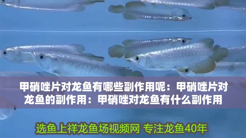 甲硝唑片對(duì)龍魚有哪些副作用呢：甲硝唑片對(duì)龍魚的副作用：甲硝唑?qū)堲~有什么副作用