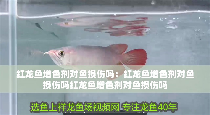 紅龍魚(yú)增色劑對(duì)魚(yú)損傷嗎：紅龍魚(yú)增色劑對(duì)魚(yú)損傷嗎紅龍魚(yú)增色劑對(duì)魚(yú)損傷嗎
