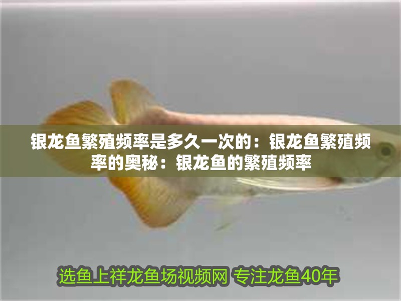 銀龍魚繁殖頻率是多久一次的：銀龍魚繁殖頻率的奧秘：銀龍魚的繁殖頻率