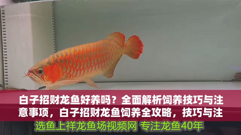 白子招財龍魚好養嗎？全面解析飼養技巧與注意事項，白子招財龍魚飼養全攻略，技巧與注意事項詳解