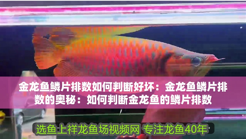 金龍魚鱗片排數如何判斷好壞：金龍魚鱗片排數的奧秘：如何判斷金龍魚的鱗片排數