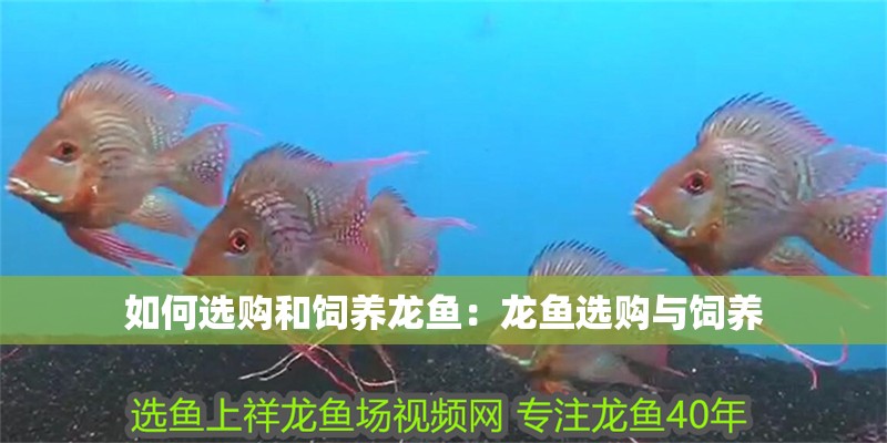 如何選購和飼養龍魚：龍魚選購與飼養