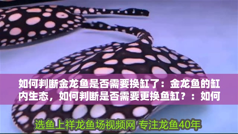 如何判斷金龍魚是否需要換缸了：金龍魚的缸內生態，如何判斷是否需要更換魚缸？：如何判斷金龍魚是否需要換缸