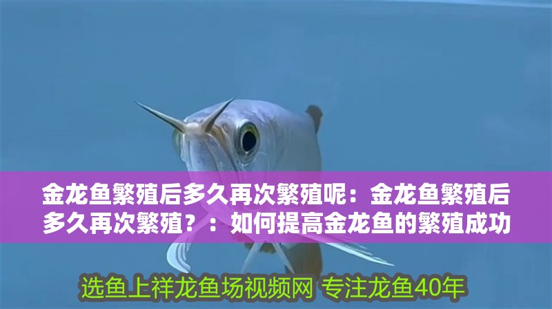 金龍魚(yú)繁殖后多久再次繁殖呢：金龍魚(yú)繁殖后多久再次繁殖？：如何提高金龍魚(yú)的繁殖成功率