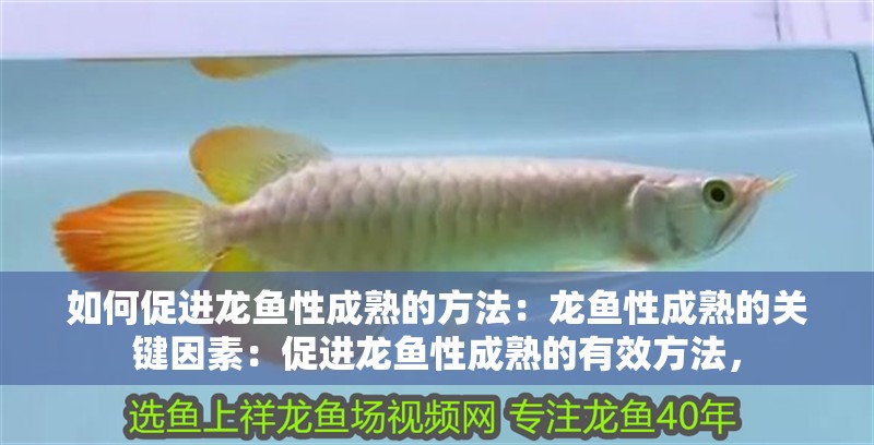 如何促進龍魚性成熟的方法：龍魚性成熟的關鍵因素：促進龍魚性成熟的有效方法，
