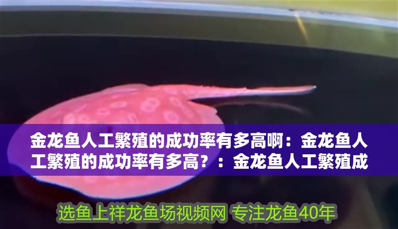金龍魚人工繁殖的成功率有多高啊：金龍魚人工繁殖的成功率有多高？：金龍魚人工繁殖成功率及其影響金龍魚人工繁殖成功率的因素