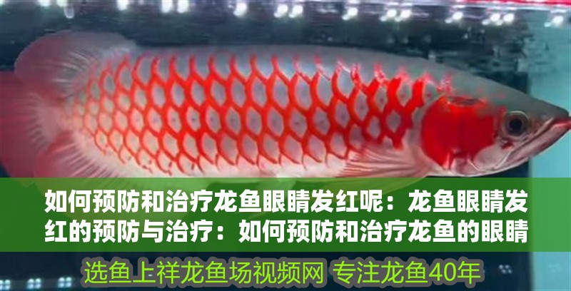 如何預(yù)防和治療龍魚眼睛發(fā)紅呢：龍魚眼睛發(fā)紅的預(yù)防與治療：如何預(yù)防和治療龍魚的眼睛發(fā)紅
