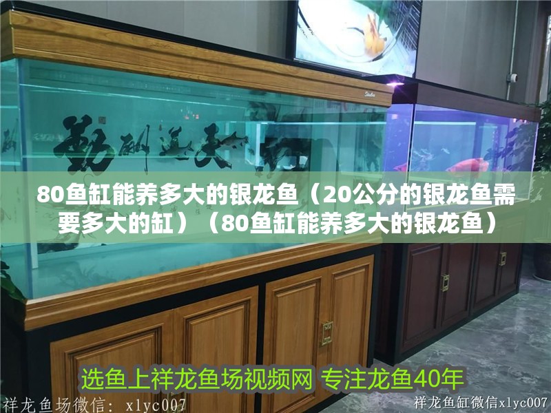 80魚缸能養多大的銀龍魚（20公分的銀龍魚需要多大的缸）（80魚缸能養多大的銀龍魚） 80魚缸能養多大的銀龍魚（20公分的銀龍魚需要多大的缸）（80魚缸能養多大的銀龍魚） 銀龍魚百科