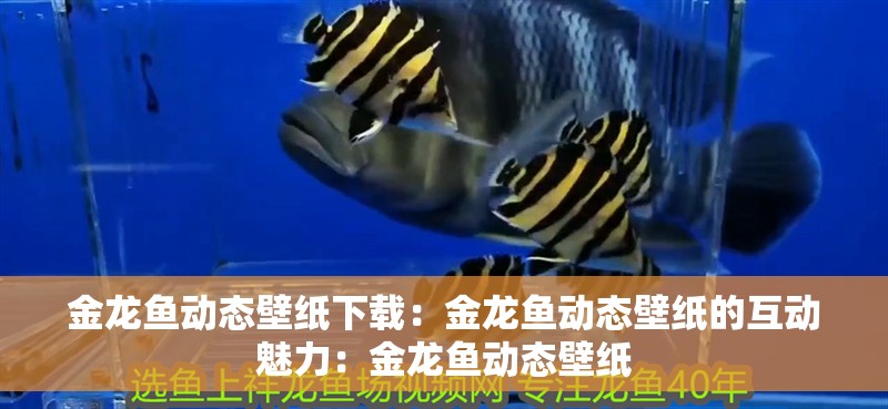 金龍魚(yú)動(dòng)態(tài)壁紙下載：金龍魚(yú)動(dòng)態(tài)壁紙的互動(dòng)魅力：金龍魚(yú)動(dòng)態(tài)壁紙