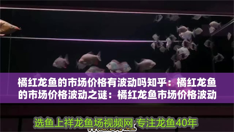 橘紅龍魚的市場價(jià)格有波動(dòng)嗎知乎：橘紅龍魚的市場價(jià)格波動(dòng)之謎：橘紅龍魚市場價(jià)格波動(dòng)是由多種因素影響橘紅龍魚的價(jià)格