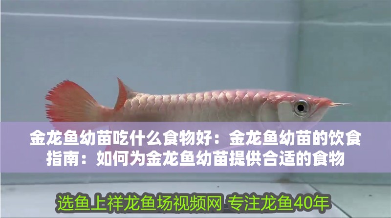 金龍魚幼苗吃什么食物好：金龍魚幼苗的飲食指南：如何為金龍魚幼苗提供合適的食物