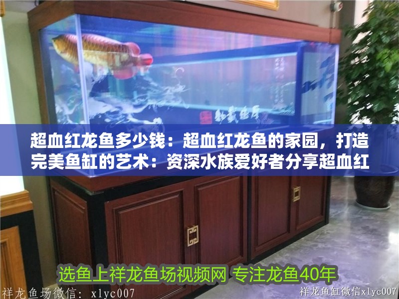 超血紅龍魚多少錢：超血紅龍魚的家園，打造完美魚缸的藝術：資深水族愛好者分享超血紅龍魚打造了一個完美的家