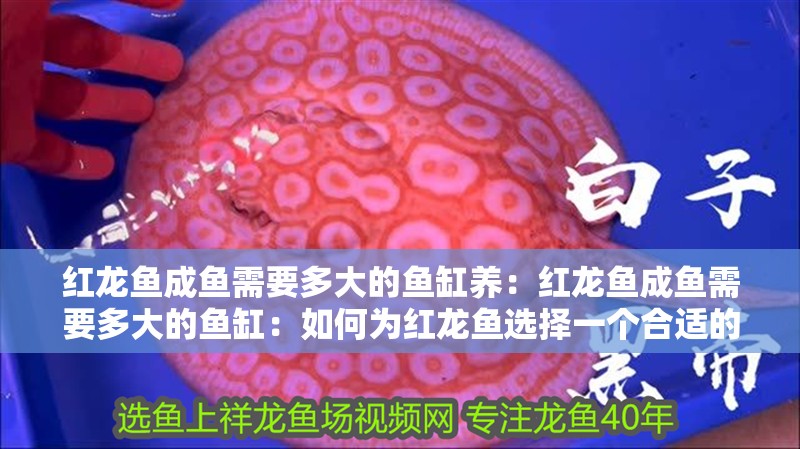 紅龍魚成魚需要多大的魚缸養(yǎng)：紅龍魚成魚需要多大的魚缸：如何為紅龍魚選擇一個(gè)合適的魚缸尺寸