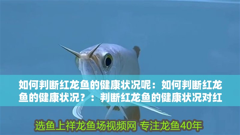 如何判斷紅龍魚的健康狀況呢：如何判斷紅龍魚的健康狀況？：判斷紅龍魚的健康狀況對紅龍魚的健康狀況是至關重要的
