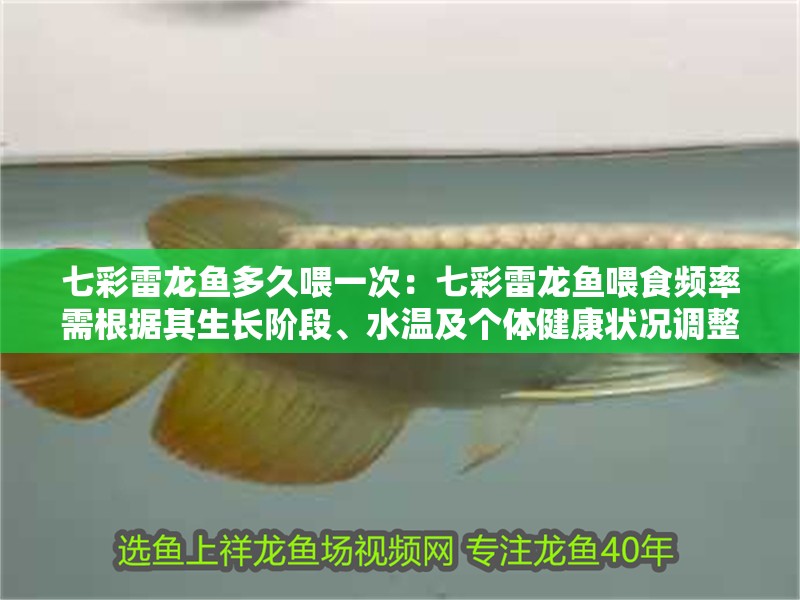 七彩雷龍魚多久喂一次：七彩雷龍魚喂食頻率需根據其生長階段、水溫及個體健康狀況調整