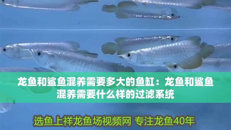 龍魚和鯊魚混養(yǎng)需要多大的魚缸：龍魚和鯊魚混養(yǎng)需要什么樣的過濾系統(tǒng)