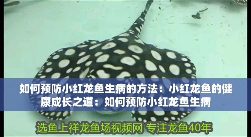 如何預防小紅龍魚生病的方法：小紅龍魚的健康成長之道：如何預防小紅龍魚生病