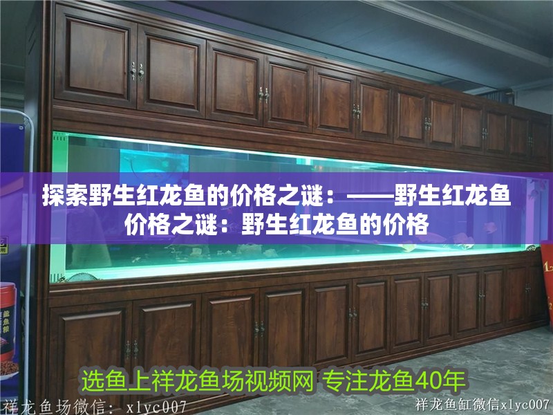 探索野生紅龍魚的價格之謎：——野生紅龍魚價格之謎：野生紅龍魚的價格