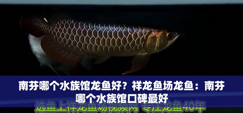 <strong><mark>南芬</mark></strong>哪個(gè)水族館龍魚(yú)好？祥龍魚(yú)場(chǎng)龍魚(yú)：<strong><mark>南芬</mark></strong>哪個(gè)水族館口碑最好
