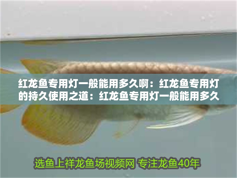 紅龍魚專用燈一般能用多久?。杭t龍魚專用燈的持久使用之道：紅龍魚專用燈一般能用多久