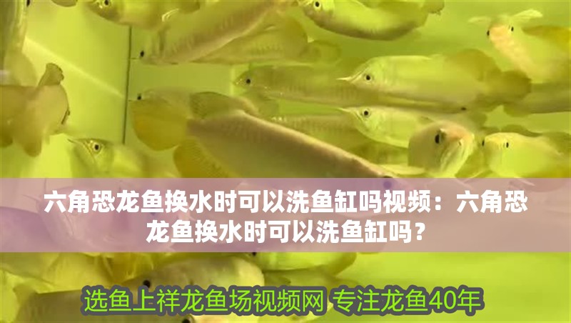 六角恐龍魚換水時可以洗魚缸嗎視頻：六角恐龍魚換水時可以洗魚缸嗎？