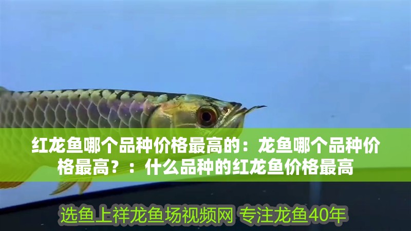 紅龍魚哪個品種價格最高的：龍魚哪個品種價格最高？：什么品種的紅龍魚價格最高