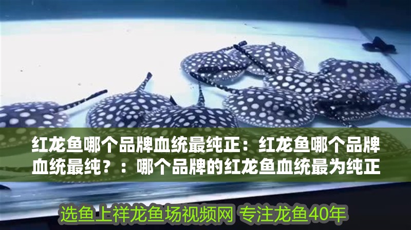紅龍魚哪個品牌血統最純正：紅龍魚哪個品牌血統最純？：哪個品牌的紅龍魚血統最為純正，血統純正的紅龍魚血統最為純正