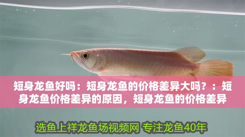 短身龍魚好嗎：短身龍魚的價格差異大嗎？：短身龍魚價格差異的原因，短身龍魚的價格差異是什么