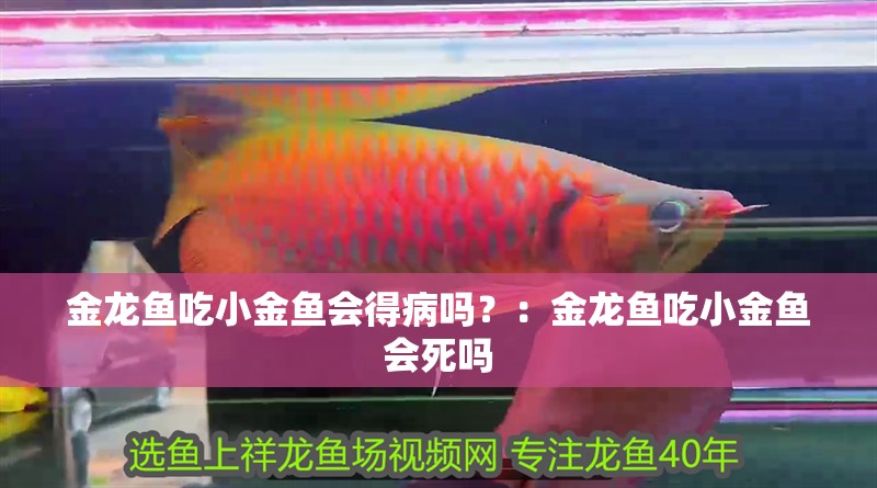 金龍魚吃<strong><mark>小金</mark></strong>魚會得病嗎？：金龍魚吃<strong><mark>小金</mark></strong>魚會死嗎