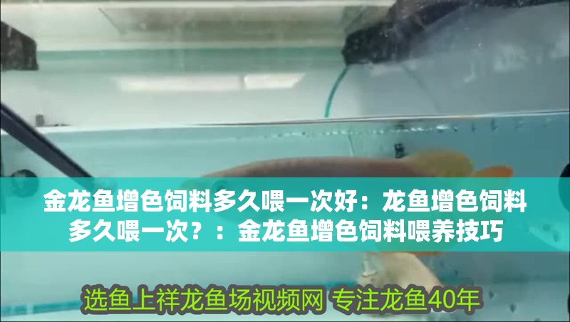 金龍魚增色飼料多久喂一次好：龍魚增色飼料多久喂一次？：金龍魚增色飼料喂養技巧
