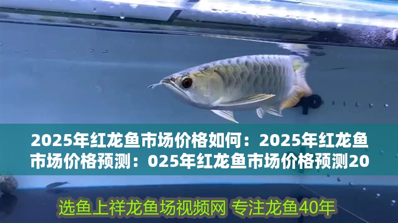 2025年紅龍魚市場價格如何：2025年紅龍魚市場價格預測：025年紅龍魚市場價格預測2025年紅龍魚市場價格預測