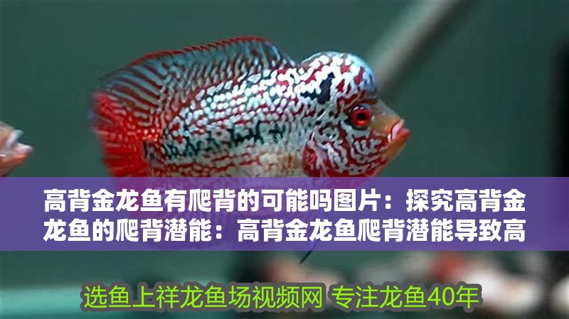高背金龍魚有爬背的可能嗎圖片：探究高背金龍魚的爬背潛能：高背金龍魚爬背潛能導致高背金龍魚爬背潛能的行為習性