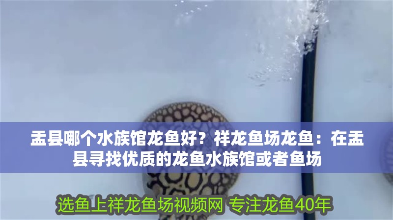 盂縣哪個水族館龍魚好？祥龍魚場龍魚：在盂縣尋找優質的龍魚水族館或者魚場