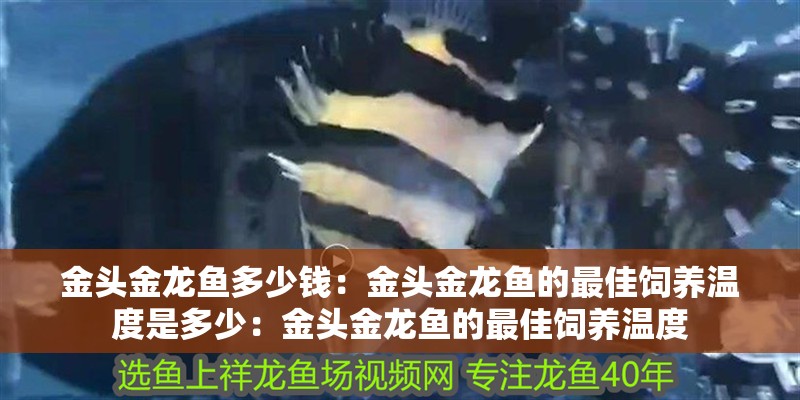 金頭金龍魚多少錢：金頭金龍魚的最佳飼養溫度是多少：金頭金龍魚的最佳飼養溫度