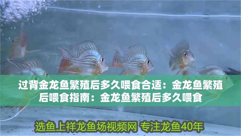 過背金龍魚繁殖后多久喂食合適：金龍魚繁殖后喂食指南：金龍魚繁殖后多久喂食