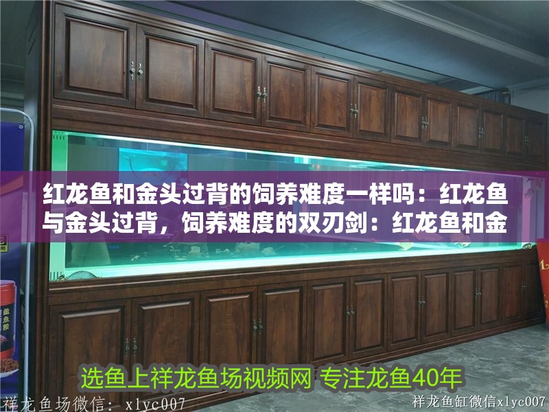 紅龍魚和金頭過背的飼養難度一樣嗎：紅龍魚與金頭過背，飼養難度的雙刃劍：紅龍魚和金頭過背的飼養方法