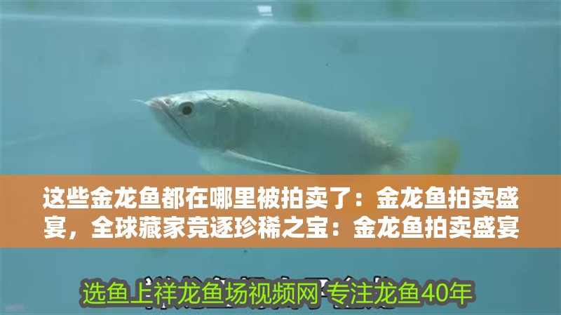 這些金龍魚都在哪里被拍賣了：金龍魚拍賣盛宴，全球藏家競逐珍稀之寶：金龍魚拍賣盛宴匯集了世界各地的珍稀金龍魚不惜花費重金