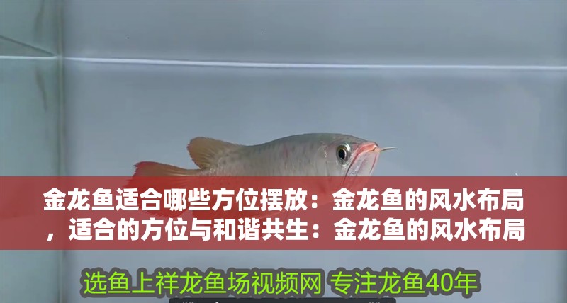 金龍魚適合哪些方位擺放：金龍魚的風水布局，適合的方位與和諧共生：金龍魚的風水布局