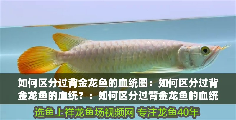 如何區(qū)分過背金龍魚的血統(tǒng)圖：如何區(qū)分過背金龍魚的血統(tǒng)？：如何區(qū)分過背金龍魚的血統(tǒng)