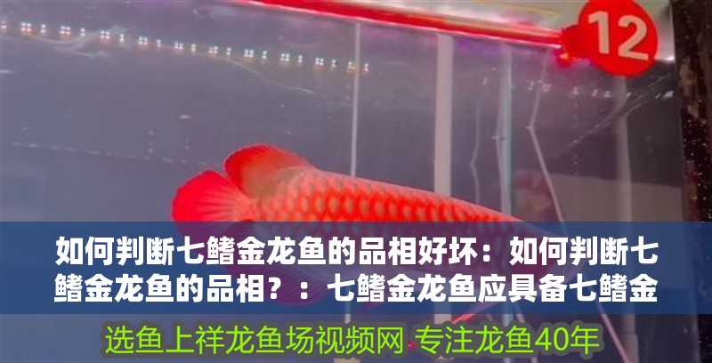 如何判斷七鰭金龍魚的品相好壞：如何判斷七鰭金龍魚的品相？：七鰭金龍魚應具備七鰭金龍魚的品相好壞的幾個因素