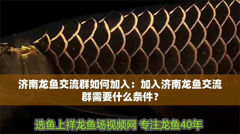 濟南龍魚交流群如何加入：加入濟南龍魚交流群需要什么條件？