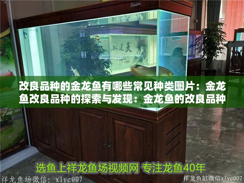 改良品種的金龍魚有哪些常見種類圖片：金龍魚改良品種的探索與發現：金龍魚的改良品種